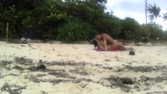 Hidden beach love motion